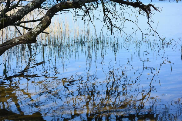 Cañas Árboles Ramas Reflejan Las Aguas Del Lago Una Reserva — Foto de Stock