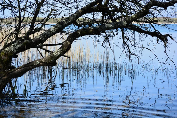 Reeds Árvores Galhos Refletem Nas Águas Lago Uma Reserva Natural — Fotografia de Stock