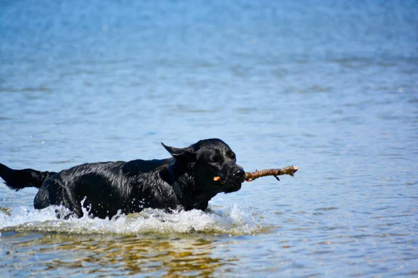 快乐的家养宠物狗喜欢在被开垦的工业用地上一个潮湿的海岸自然保护区的湖中玩耍 在春日的阳光下 冷水使动物们凉快了 — 图库照片