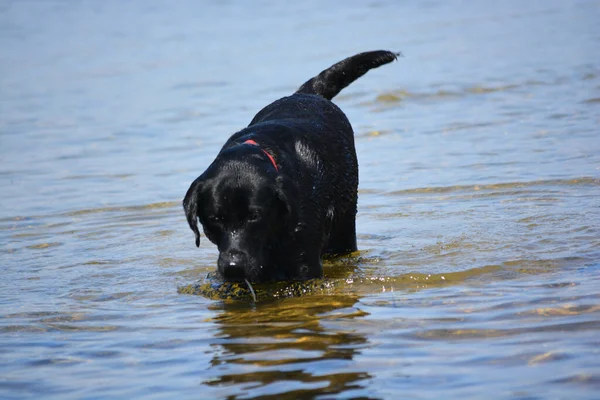 Ευτυχής Εγχώρια Κατοικίδιο Ζώο Σκυλί Απολαύσετε Παιχνίδι Στις Λίμνες Ένα — Φωτογραφία Αρχείου