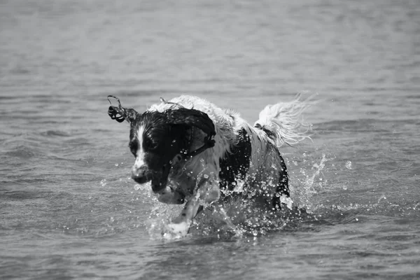 Ένα Χαρούμενο Οικιακό Κατοικίδιο Ζώο Σκυλί Απολαμβάνει Παίζει Στις Λίμνες — Φωτογραφία Αρχείου