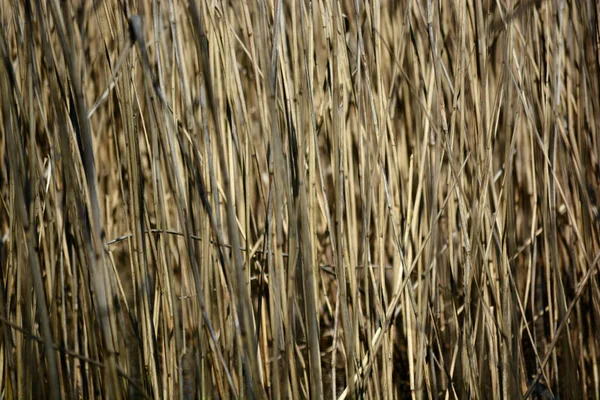 Cañas Árboles Ramas Reflejan Las Aguas Del Lago Una Reserva — Foto de Stock