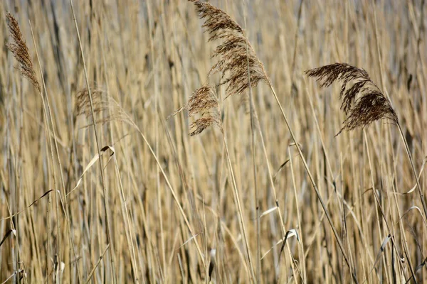 Reeds Árvores Galhos Refletem Nas Águas Lago Uma Reserva Natural — Fotografia de Stock