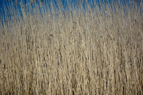 Reeds Árvores Galhos Refletem Nas Águas Lago Uma Reserva Natural — Fotografia de Stock