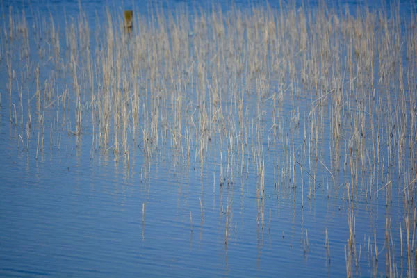 Cañas Árboles Ramas Reflejan Las Aguas Del Lago Una Reserva — Foto de Stock