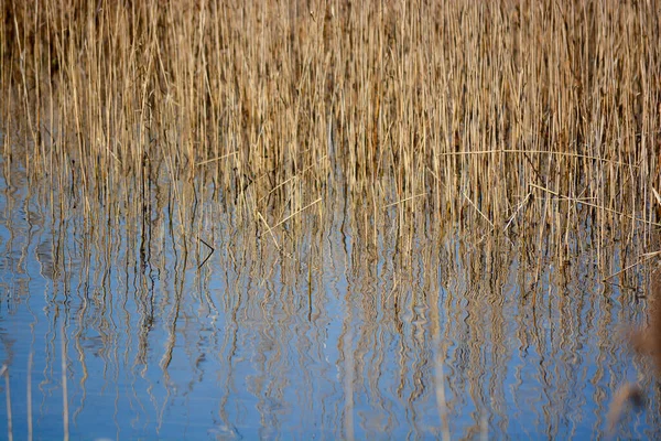 Reeds Trees Branches Reflect Waters Lake Welsh Coastal Nature Reserve — Stock Photo, Image
