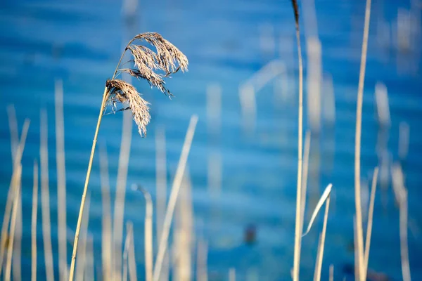 Reeds Árvores Galhos Refletem Nas Águas Lago Uma Reserva Natural — Fotografia de Stock