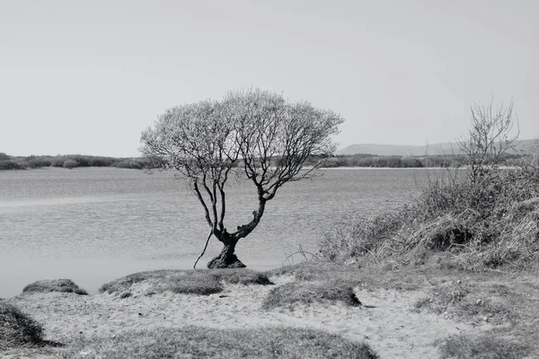 Rieten Bomen Takken Reflecteren Wateren Van Het Meer Een Welsh — Stockfoto