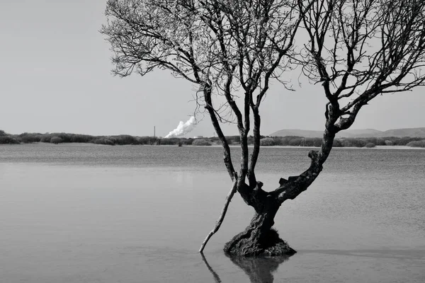 Canne Alberi Rami Riflettono Nelle Acque Del Lago Una Riserva — Foto Stock