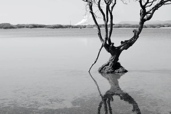 Canne Alberi Rami Riflettono Nelle Acque Del Lago Una Riserva — Foto Stock