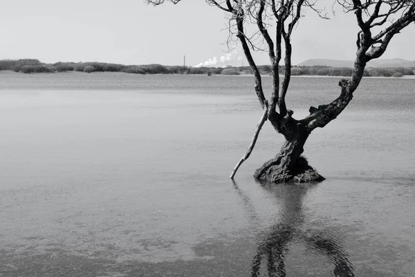 Canne Alberi Rami Riflettono Nelle Acque Del Lago Una Riserva — Foto Stock