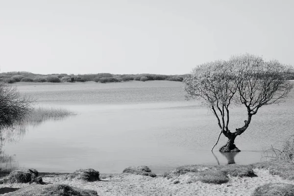 枝は湖の水に反映され 干拓された工業地の豊かな海岸自然保護区 — ストック写真
