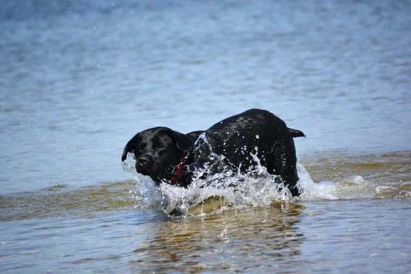 Ευτυχής Εγχώρια Κατοικίδιο Ζώο Σκυλί Απολαύσετε Παιχνίδι Στις Λίμνες Ένα — Φωτογραφία Αρχείου