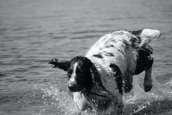 Seekor Anjing Peliharaan Domestik Yang Bahagia Menikmati Bermain Danau Danau — Stok Foto