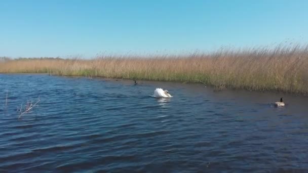 Imagens Câmera Lenta Cisne Protegem Agressivamente Seu Território Perseguem Patos — Vídeo de Stock