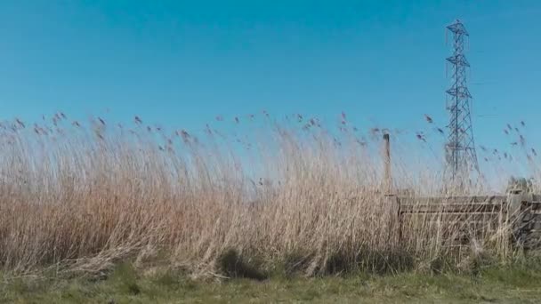 Newport Wetlands Ein Naturschutzgebiet Auf Urbar Gemachten Industrieländern Sümpfen Der — Stockvideo