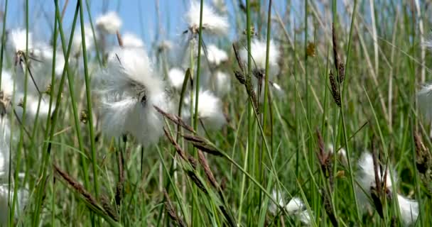 Záběry Načechraných Bílých Bavlněných Hlav Eriophorum Angustifolium Nalezených Blatech Gowerova — Stock video