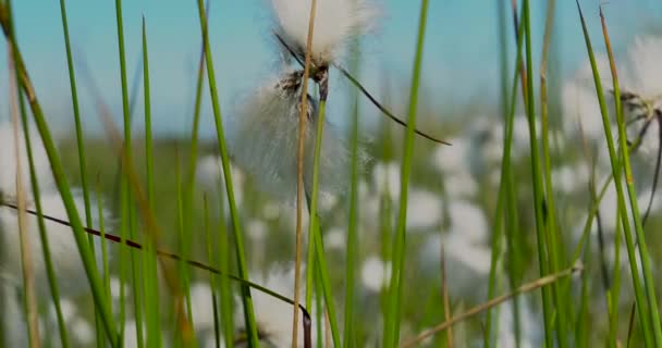 在割草机半岛荒原上发现的毛绒绒白色棉头的4K片断 这种梦幻般的植物生长在开阔的湿地 荒原或荒原上的泥炭或酸性土壤上 — 图库视频影像