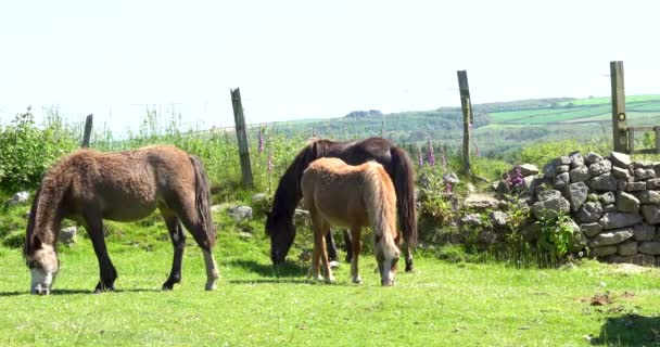 Footage Wild Horses Ponies Grazing Roaming Moors Grassland Gower Peninsularthe — Stock Video