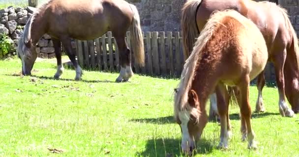 Πλάνα Από Άγρια Άλογα Και Πόνυ Που Βόσκουν Και Περιφέρονται — Αρχείο Βίντεο