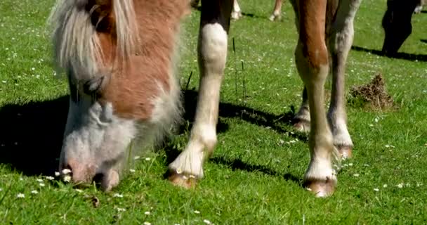 Footage Wild Horses Ponies Grazing Roaming Moors Grassland Gower Peninsularthe — Stock Video