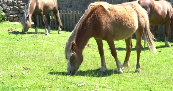 Bilder Vilda Hästar Och Ponnyer Bete Och Roaming Hedar Och — Stockvideo