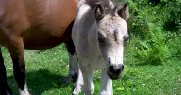 Footage Wild Horses Ponies Grazing Roaming Moors Grassland Gower Peninsularthe — Stock Video
