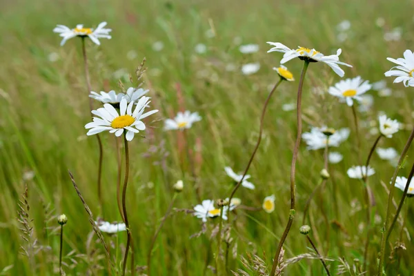 Mooie Sierlijke Witte Madeliefjes Een Weide Van Lang Gras — Stockfoto