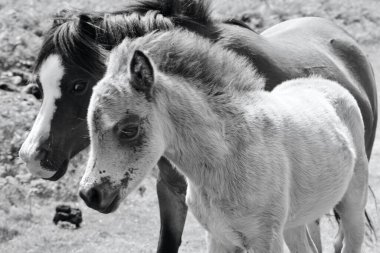 Sevimli ve meraklı bir tay annesinin yanında fotoğraflanmaktan memnun. Midilliler Galler 'deki Gower Yarımadası' nın bozkırlarında dolaşır ve zengin çimenler üzerinde otlar otlar ve geniş arazileri keşfetme özgürlüğünün tadını çıkarırlar.. 