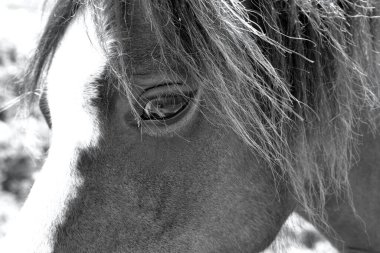 Bir atın kameraya tuhaf bir şekilde bakışını yakından çek. Bu atlar, Güney Galler 'deki Gower Yarımadası' nın bozkırlarında dolaşıp zengin otlar yiyor ve geniş arazileri keşfetme özgürlüğünün tadını çıkarıyorlar.. 