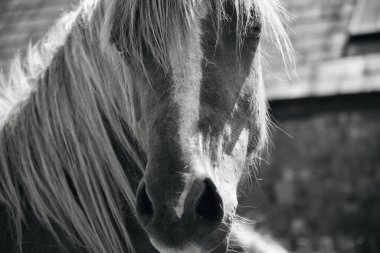 Atlar ve atlar Güney Galler 'deki Gower Yarımadası' nın bozkırlarında dolaşır ve zengin çimlerde otlar otlar ve geniş arazileri keşfetme özgürlüğünün tadını çıkarırlar.. 