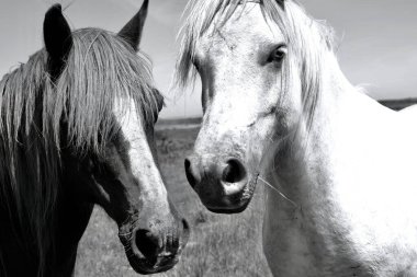 Atlar ve atlar Güney Galler 'deki Gower Yarımadası' nın bozkırlarında dolaşır ve zengin çimlerde otlar otlar ve geniş arazileri keşfetme özgürlüğünün tadını çıkarırlar.. 