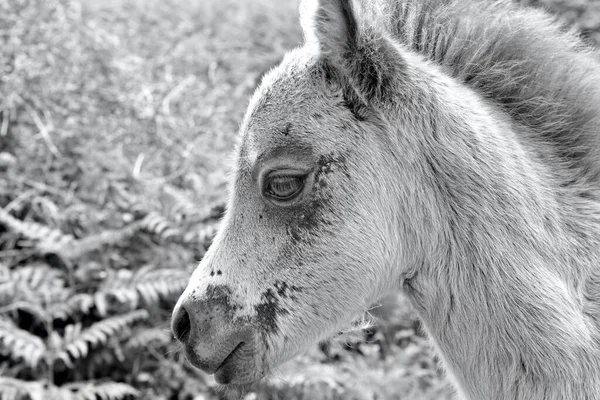 Cute Curious Foal Content Photographed His Mother Ponies Roam Moorland — Foto de Stock