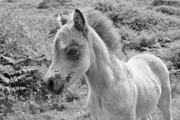 Cute Curious Foal Content Photographed His Mother Ponies Roam Moorland — Foto de Stock