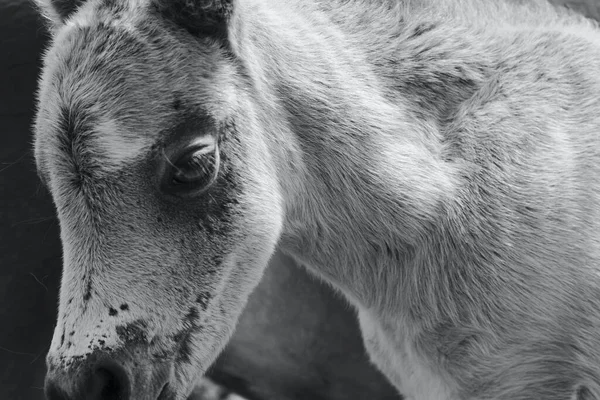 Cute Curious Foal Content Photographed His Mother Ponies Roam Moorland — Foto de Stock