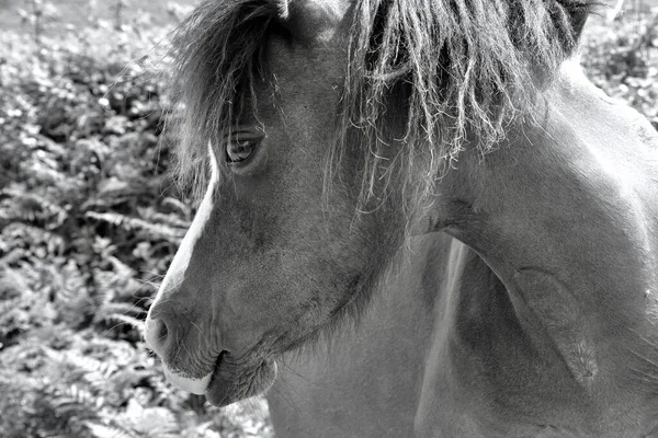近くに馬の不思議なカメラを見てのショットを これらの馬は豊かな芝生の上で南ウェールズのパワー半島の牧草地を歩き回り 広大な土地を自由に探索することができます — ストック写真