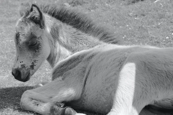 Cute Curious Foal Content Photographed His Mother Ponies Roam Moorland — Foto de Stock