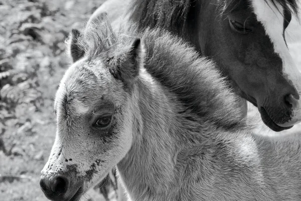 Horse Her Foal Roam Moorland Gower Peninsula South Wales Grazing —  Fotos de Stock