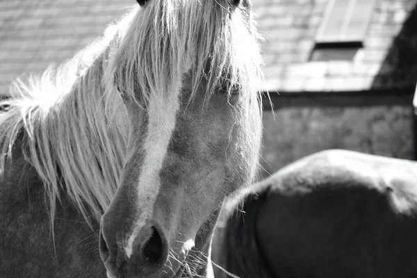 Ponies Horses Roam Moorland Gower Peninsula South Wales Grazing Rich — Foto de Stock