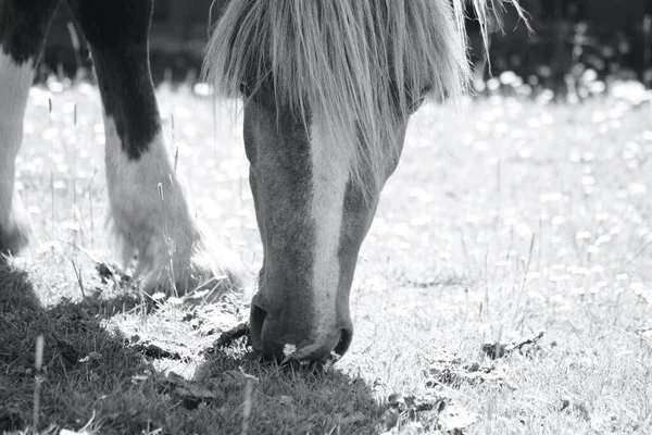 Ponies Horses Roam Moorland Gower Peninsula South Wales Grazing Rich —  Fotos de Stock