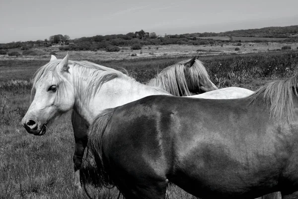 Ponies Horses Roam Moorland Gower Peninsula South Wales Grazing Rich — Foto de Stock