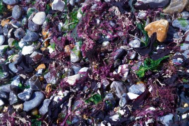 Yakından, Brighton yakınlarındaki Birling Gap 'teki kumsalın makro görüntüleri. Kayaların, çakıl taşlarının, deniz yosunlarının ve kıyı şeridinin üzerinde tebeşirli beyaz uçurumlar var.. 