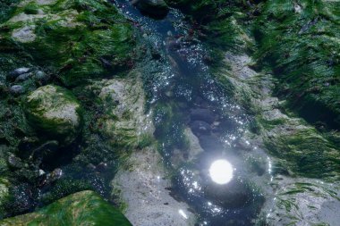 Yakından, Brighton yakınlarındaki Birling Gap 'teki kumsalın makro görüntüleri. Kayaların, çakıl taşlarının, deniz yosunlarının ve kıyı şeridinin üzerinde tebeşirli beyaz uçurumlar var.. 