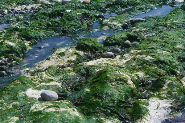 Nahaufnahme Makroaufnahmen Vom Strand Birling Gap Der Nähe Von Brighton — Stockfoto