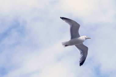 Güneşli bir yaz gününde, mavi gökyüzünün altında beyaz bulutlu bir martı termal havada süzülür. Arka planda Brighton Rıhtımı 'nı görebilirsiniz.
