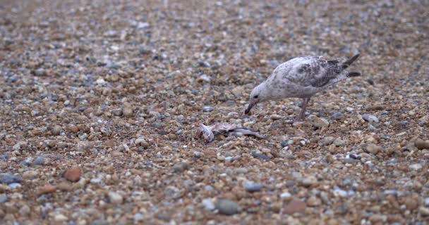 Una Gaviota Hambrienta Busca Comida Desgarrando Cadáver Pescado Playa Guijarros — Vídeo de stock