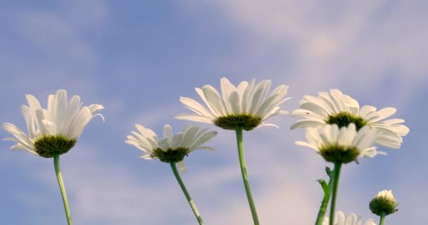 Movie Wild Daisies Clear Summer Day Light Breeze Pretty Flowers — Stock Video