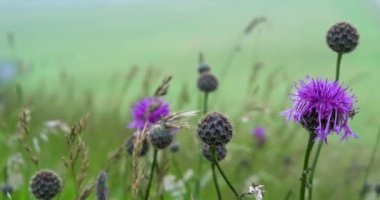 İngiltere 'nin güney sahillerinde, Burning Gap' in beyaz uçurumlarının üzerindeki devedikeni ve bozkırları sisli ve rüzgarlı bir günde. Rüzgar, kıyı şeridindeki Güney Tepeleri 'nin sonundaki otları ve mor devedikenleri uçurur.