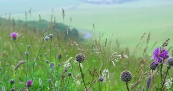 Distels Heidevelden Boven Witte Kliffen Van Burning Gap Zuid Kust — Stockvideo