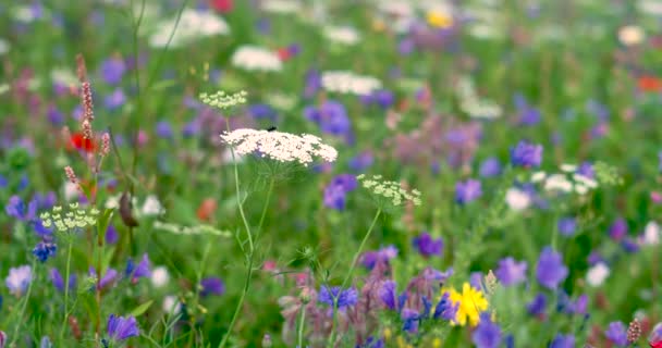 四千部关于田野野花的电影 太阳在云朵间闪耀 阳光照在这些美丽花朵的花瓣上 微风轻柔地吹动花瓣和茎 — 图库视频影像